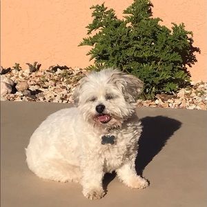 Meet your Posher, Shelby